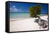 Eagle Beach with a Fofoti Divi Tree Aruba-George Oze-Framed Stretched Canvas