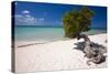 Eagle Beach with a Fofoti Divi Tree Aruba-George Oze-Stretched Canvas