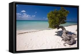Eagle Beach with a Fofoti Divi Tree Aruba-George Oze-Framed Stretched Canvas