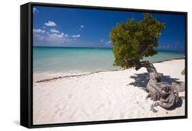 Eagle Beach with a Fofoti Divi Tree Aruba-George Oze-Framed Stretched Canvas