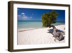 Eagle Beach with a Fofoti Divi Tree Aruba-George Oze-Framed Photographic Print