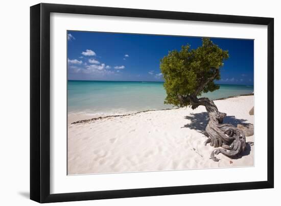 Eagle Beach with a Fofoti Divi Tree Aruba-George Oze-Framed Photographic Print