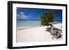 Eagle Beach with a Fofoti Divi Tree Aruba-George Oze-Framed Photographic Print