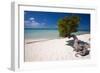 Eagle Beach with a Fofoti Divi Tree Aruba-George Oze-Framed Photographic Print