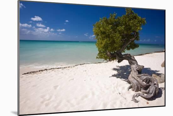 Eagle Beach with a Fofoti Divi Tree Aruba-George Oze-Mounted Photographic Print