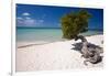 Eagle Beach with a Fofoti Divi Tree Aruba-George Oze-Framed Photographic Print