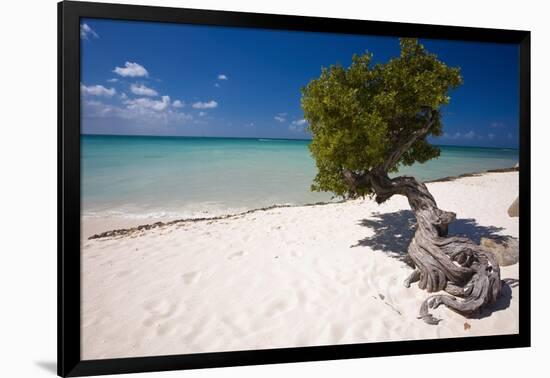 Eagle Beach with a Fofoti Divi Tree Aruba-George Oze-Framed Photographic Print