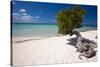 Eagle Beach with a Fofoti Divi Tree Aruba-George Oze-Stretched Canvas