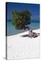 Eagle Beach with a Fofoti Tree Aruba-George Oze-Stretched Canvas