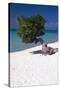 Eagle Beach with a Fofoti Tree Aruba-George Oze-Stretched Canvas