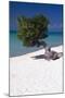 Eagle Beach with a Fofoti Tree Aruba-George Oze-Mounted Photographic Print