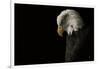 Eagle Bow-Nathan Larson-Framed Photographic Print