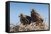 Eagle Couple in their Nest, Punta Ninfas, Chubut, Argentina, South America-Michael Runkel-Framed Stretched Canvas