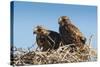 Eagle Couple in their Nest, Punta Ninfas, Chubut, Argentina, South America-Michael Runkel-Stretched Canvas