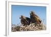 Eagle Couple in their Nest, Punta Ninfas, Chubut, Argentina, South America-Michael Runkel-Framed Photographic Print