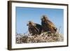 Eagle Couple in their Nest, Punta Ninfas, Chubut, Argentina, South America-Michael Runkel-Framed Photographic Print