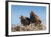 Eagle Couple in their Nest, Punta Ninfas, Chubut, Argentina, South America-Michael Runkel-Framed Photographic Print