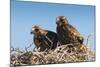 Eagle Couple in their Nest, Punta Ninfas, Chubut, Argentina, South America-Michael Runkel-Mounted Photographic Print