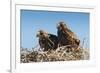 Eagle Couple in their Nest, Punta Ninfas, Chubut, Argentina, South America-Michael Runkel-Framed Photographic Print