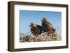 Eagle Couple in their Nest, Punta Ninfas, Chubut, Argentina, South America-Michael Runkel-Framed Photographic Print