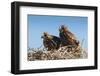 Eagle Couple in their Nest, Punta Ninfas, Chubut, Argentina, South America-Michael Runkel-Framed Photographic Print