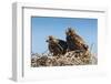 Eagle Couple in their Nest, Punta Ninfas, Chubut, Argentina, South America-Michael Runkel-Framed Photographic Print