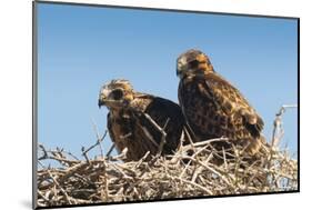 Eagle Couple in their Nest, Punta Ninfas, Chubut, Argentina, South America-Michael Runkel-Mounted Photographic Print
