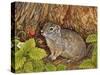 Eagle Creek, Wild Strawberry, Ground Squirrel, 1995-Ditz-Stretched Canvas