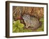 Eagle Creek, Wild Strawberry, Ground Squirrel, 1995-Ditz-Framed Giclee Print