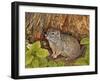 Eagle Creek, Wild Strawberry, Ground Squirrel, 1995-Ditz-Framed Giclee Print