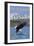 Eagle Diving - South Dakota-Lantern Press-Framed Art Print