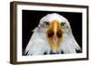 Eagle Face-Lantern Press-Framed Art Print