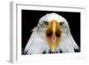 Eagle Face-Lantern Press-Framed Art Print