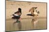 Eagle Fight - Bateleur and Tawny Disagree over Water Rights in Africa-Naturally Africa-Mounted Photographic Print