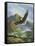 Eagle Gliding-unknown Caroselli-Framed Stretched Canvas