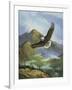 Eagle Gliding-unknown Caroselli-Framed Art Print