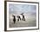 Eagle Hunters Dalai Khan, Takhuu Grandfather, Son Kook Kook, Golden Eagle Festival, Mongolia-Amos Nachoum-Framed Photographic Print