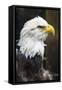 Eagle Hz 17 1-Robert Michaud-Framed Stretched Canvas