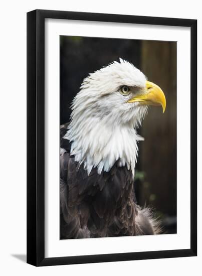 Eagle Hz 17 1-Robert Michaud-Framed Giclee Print