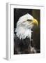 Eagle Hz 17 1-Robert Michaud-Framed Giclee Print