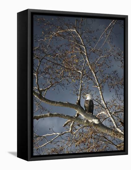 Eagle in a Tree-null-Framed Stretched Canvas