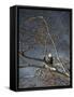 Eagle in a Tree-null-Framed Stretched Canvas
