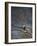 Eagle in a Tree-null-Framed Photographic Print