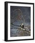 Eagle in a Tree-null-Framed Photographic Print