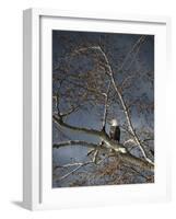 Eagle in a Tree-null-Framed Photographic Print