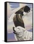 Eagle in Flight with Wolf-unknown Ampel-Framed Stretched Canvas