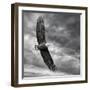 Eagle in Flight-PHBurchett-Framed Art Print