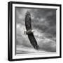 Eagle in Flight-PHBurchett-Framed Art Print