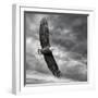 Eagle in Flight-PHBurchett-Framed Art Print