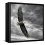 Eagle in Flight-PHBurchett-Framed Stretched Canvas